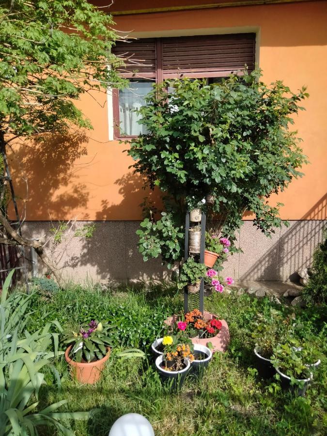 Apartament Cu Terasa La Casa Tina Timisoara Ngoại thất bức ảnh